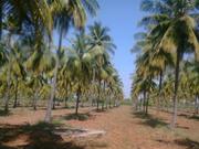 24 ACRES OF COCONUT FARM FOR SALE 