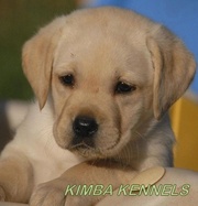 Labrador puppies for adoption in chicago