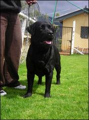Champion(Aust. Import) sired Labrador puppies for sale in Bangalore