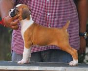 boxer puppies for sale with marking...