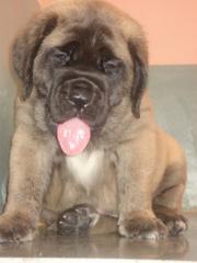 english mastiff puppies for sale champion lines ages..