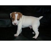 JACK RUSSELL TERRIER PUPPIES FOR SALE..