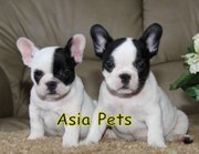 French Bulldog   Puppies  For Sale  ® 9911293906 