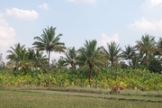 12 acres of farm land for sale in piriyapatana taluk, mysore district