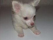 Clawsnpawskennel offers Imported Chihuahua Puppies 