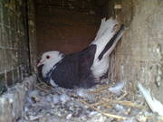 a fancy black n white bell bottom pigeon,  n white n grey mix 
