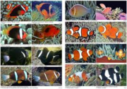 supplies of all kind of Marine fishes 