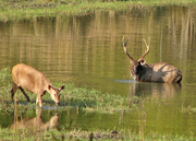 Wildlife Resorts in India,  United 21 Offer Hospitality Services in Kanha