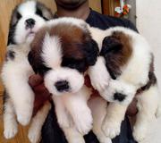 saint Bernard pups available from Champion UK lines 7 males & 2 female