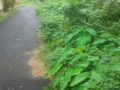 LAND FOR SALE IN YEYYADI,  MANGALORE