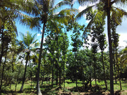 FARM PLOTS @RS.179/SF-LUSH GREENERY & TREES INSIDE-NR RAMANAGRA, OFF M