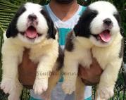 Inport saint bernard pups for sale in south india - bangalore
