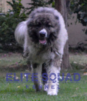Caucasian Shepherd puppies for SALE - India - ELITE SQUAD KENNEL