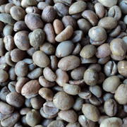 Robusta Coffee Beans Manufacturers Bangalore
