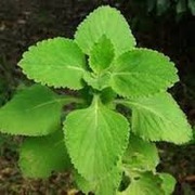 Coleus Forskohlii Manufacturers