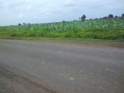  Agriculture land for sale in Hebballi -Morab road