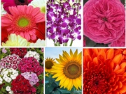 Wholesale Imported Flowers,  Bulk Imported Flowers, Buy Imported Flowers