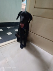 Lab dog of 3.5 months for sale