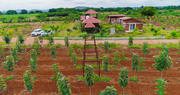 Managed Farmland For Sale | Land For Agriculture | Hosachiguru