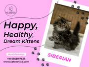 Siberian Cat Sale in sarjapur | Siberian Cat in sarjapur