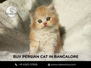 Buy Persian Kittens in bangalore | Top Pet Shops For Persian Cat 