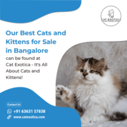 Find Purebred Ragdoll Kittens for sale in Bangalore
