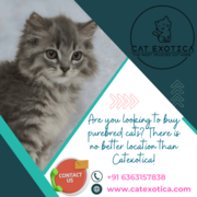 Purebred Kitten for Sale in Bangalore