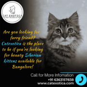 Purebred Himalayan Kittens for sale in Bangalore