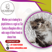 Buy Cats for Sale Online in Bangalore
