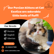 Persian Kittens for Sale in bangalore