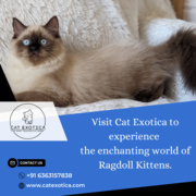 Buy Ragdoll Kittens in Bangalore
