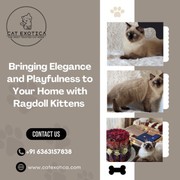 Ragdoll Kittens in Bangalore