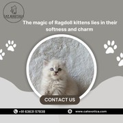 Ragdoll Kittens Bangalore