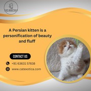 Persian Kittens Bangalore