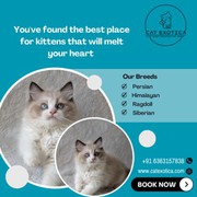 Best Kittens in Bangalore