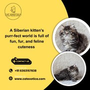 Buy Siberian Kittens in Bangalore