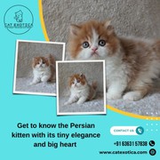 Buy Persian Kittens Bangalore