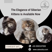 Siberian Kittens for Sale
