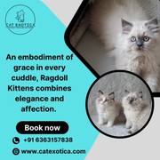 Buy Ragdoll Kittens Bangalore