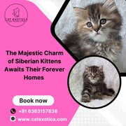Buy Siberian Kittens Bangalore