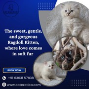 Buy Cats and Kittens in Bangalore