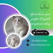 Ragdoll Cat Sale in Bangalore