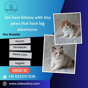 Himalayan Cats for Sale