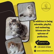 Buy Kittens in Bangalore