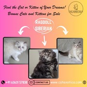 Buy Cats and Kittens for Sale 