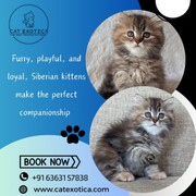 Siberian Cat for Sale in Bangalore