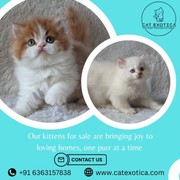 Kittens for Sale Bangalore