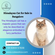 Himalayan Cat for Sale in Bangalore