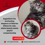 Best Siberian Cat in Bangalore