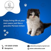 Cat Exotica | Persian Kittens in Bangalore